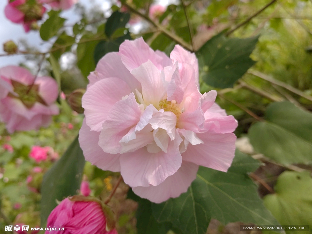 粉色芙蓉花