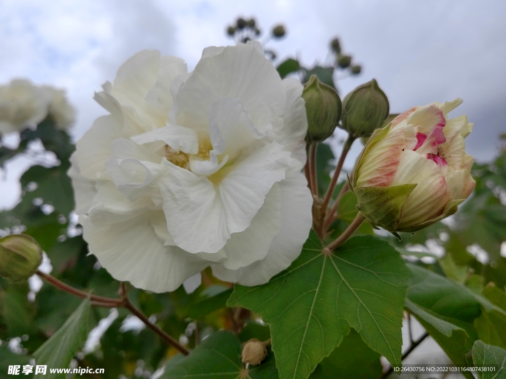 白色芙蓉花
