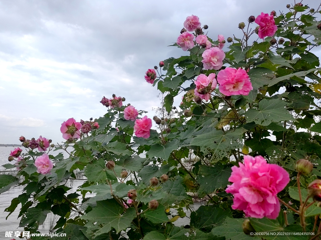 芙蓉花盛开