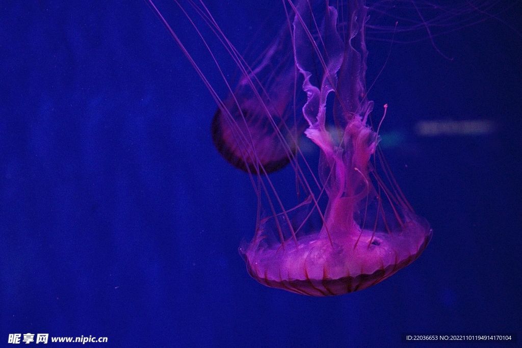 深海海蜇水母