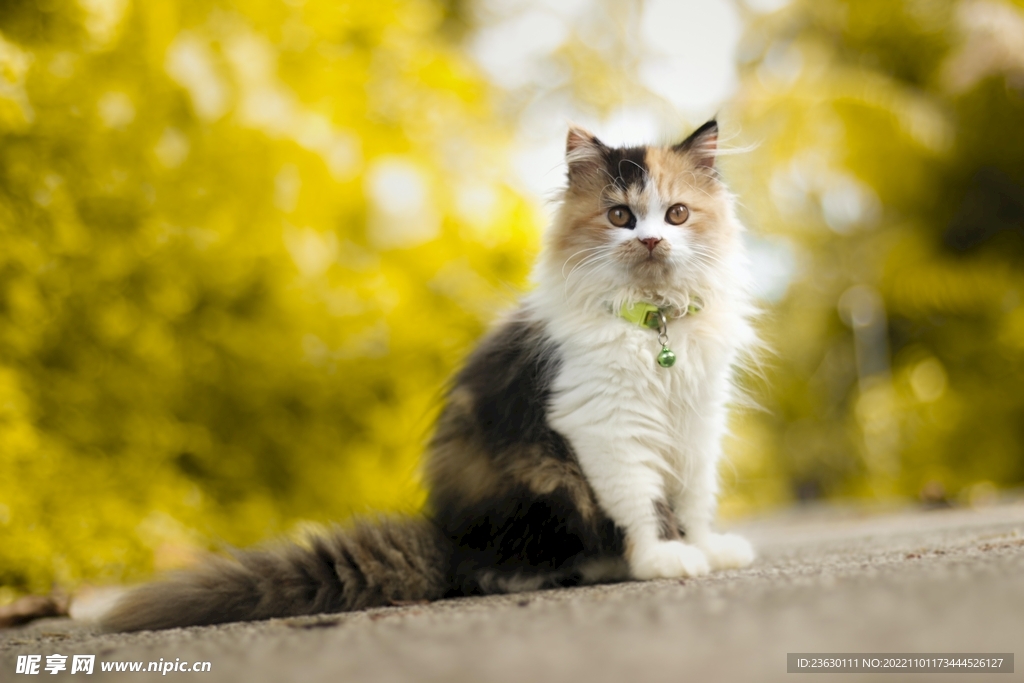 猫咪