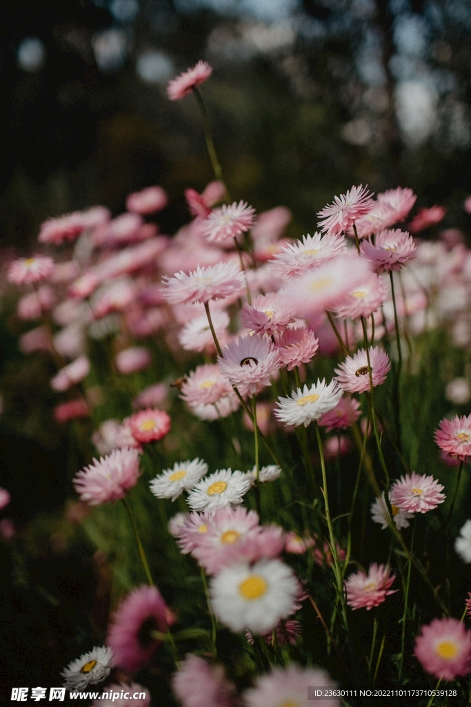 粉色菊花