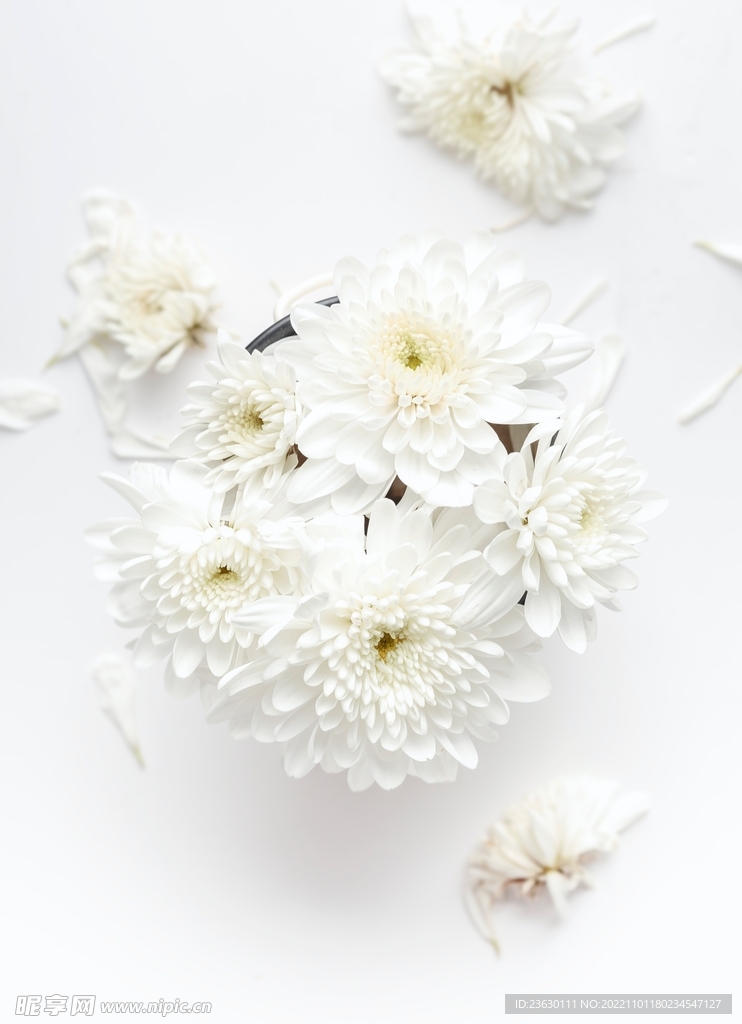 白色 菊花