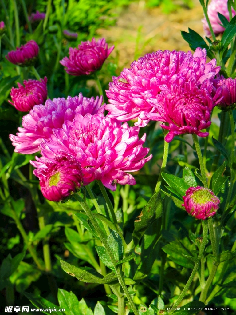 菊花