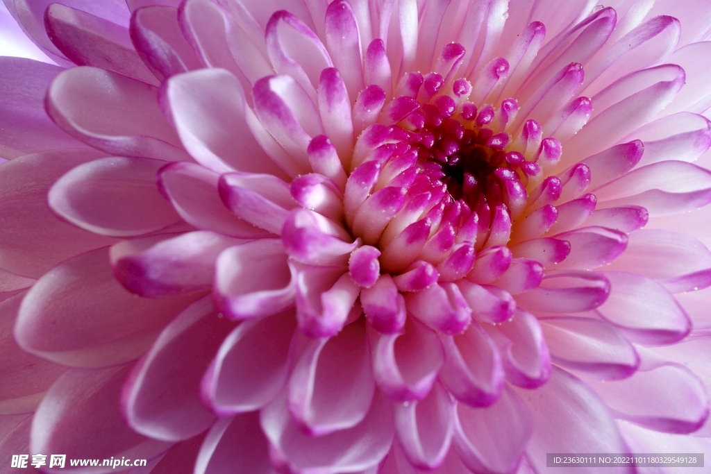 粉色菊花