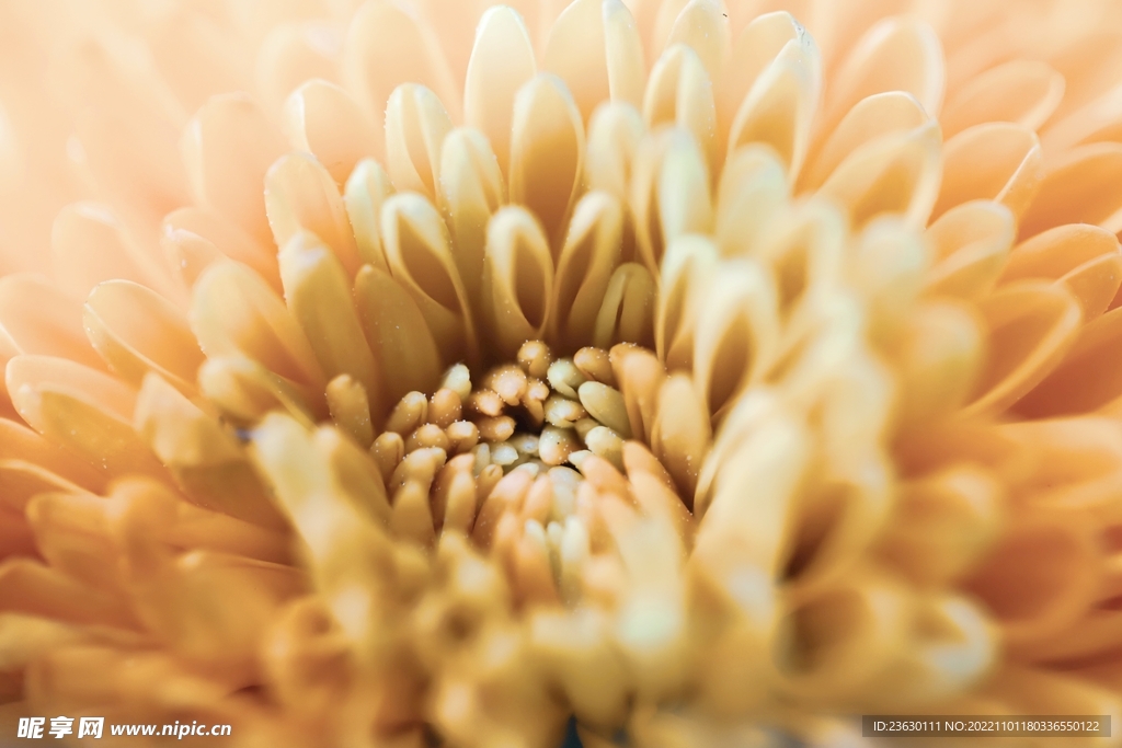 菊花特写