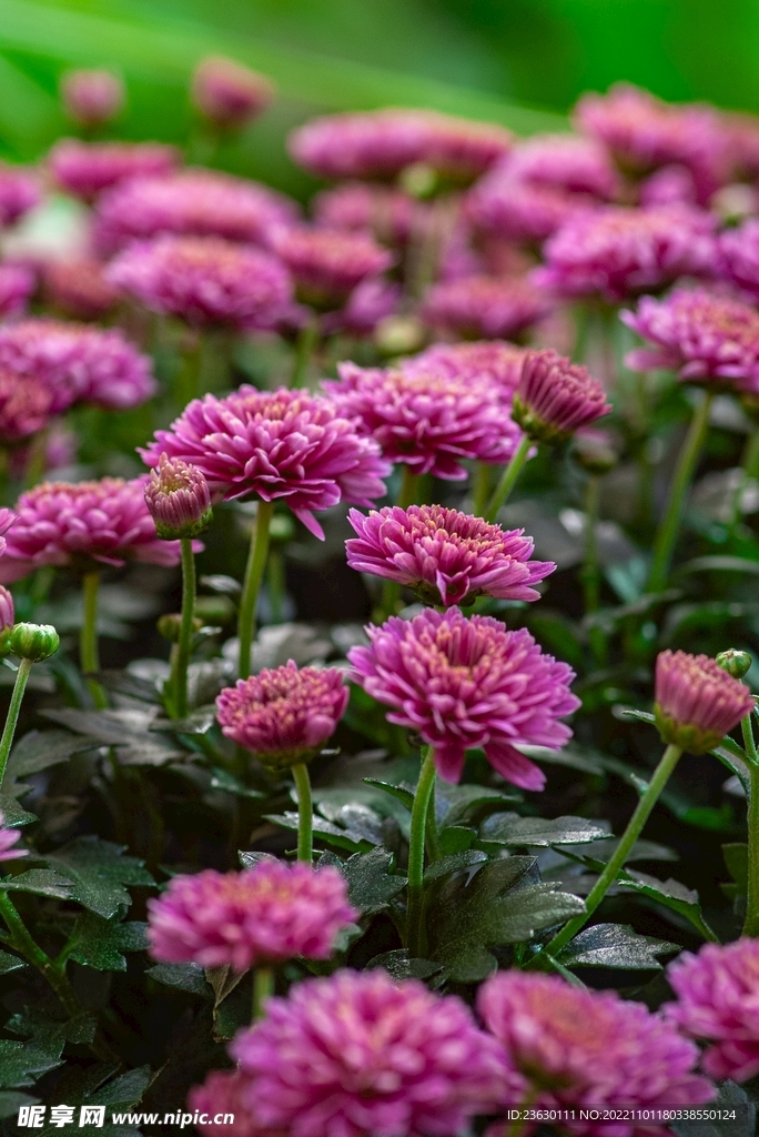 菊花