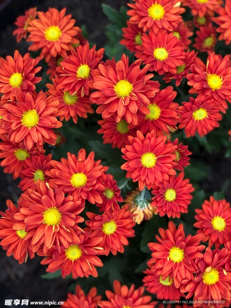 红色的花