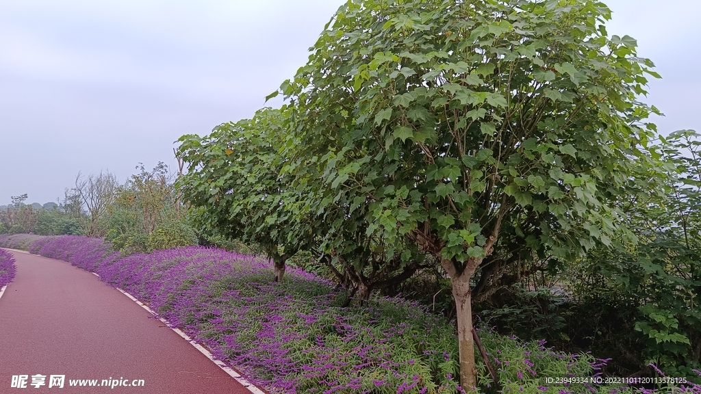 木芙蓉
