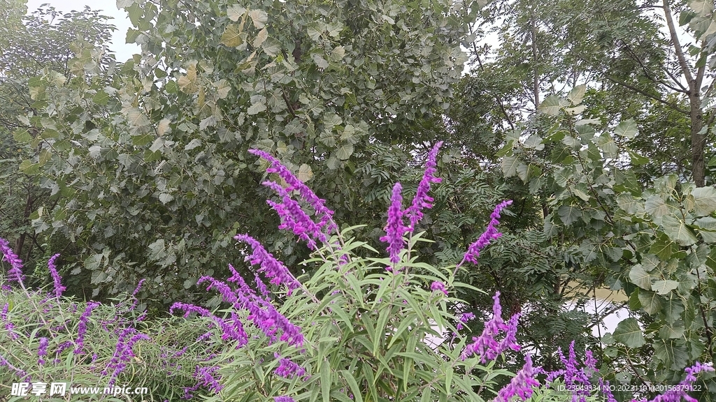 鼠尾草