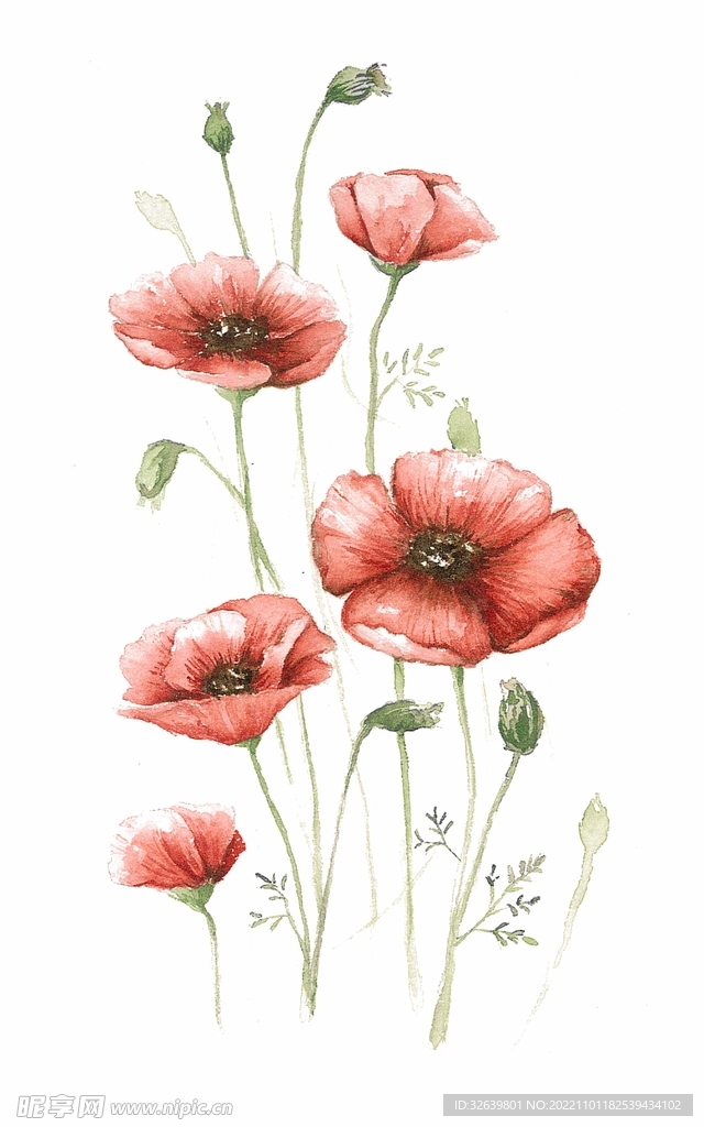 花朵插画