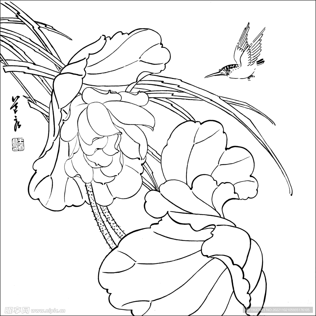 荷花线描