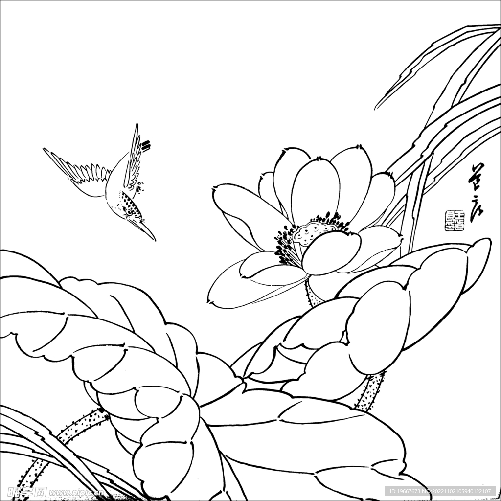 荷花线描