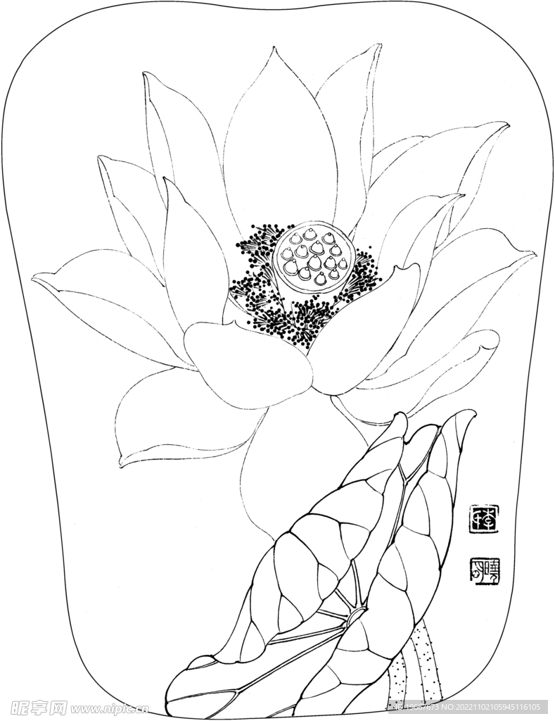 荷花线描