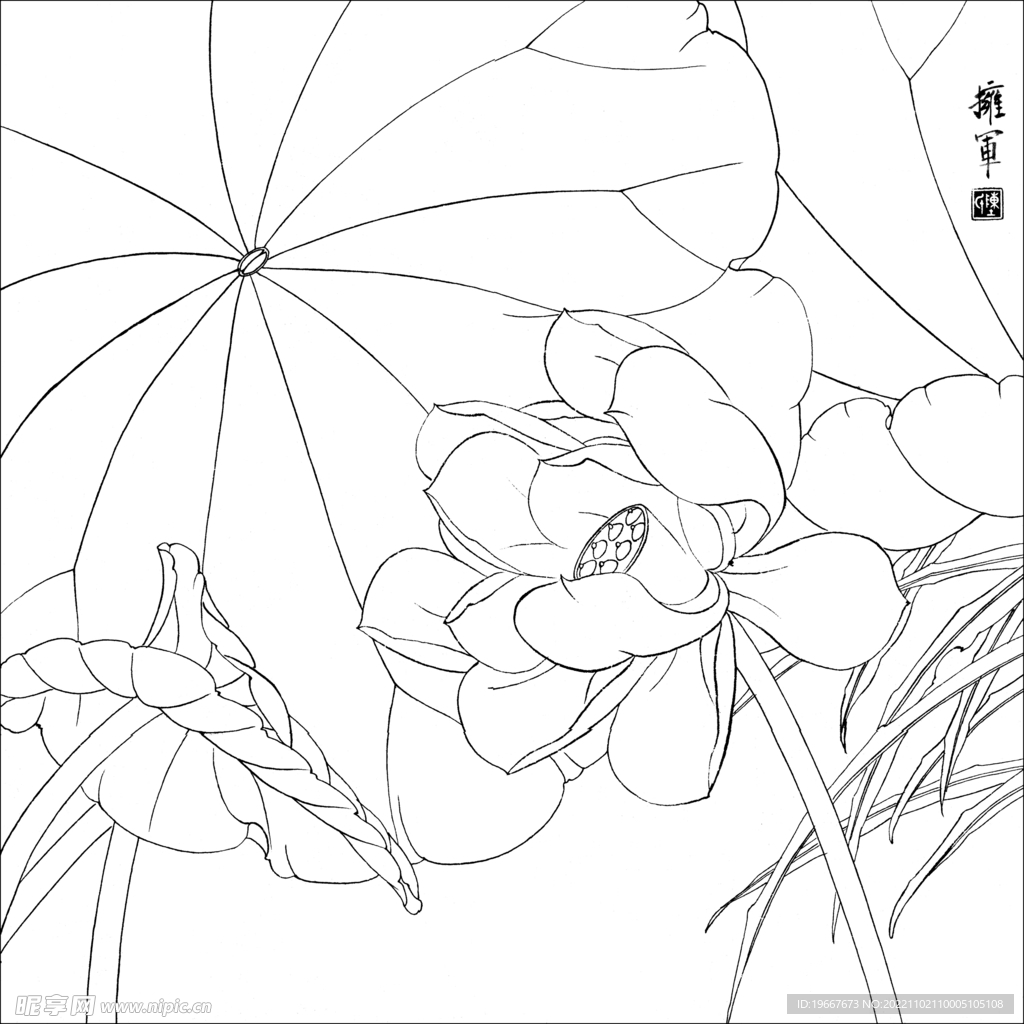 荷花线描