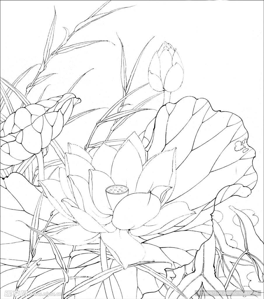 荷花线描