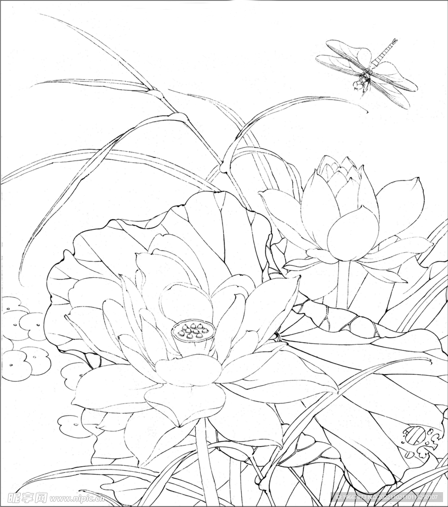 荷花线描
