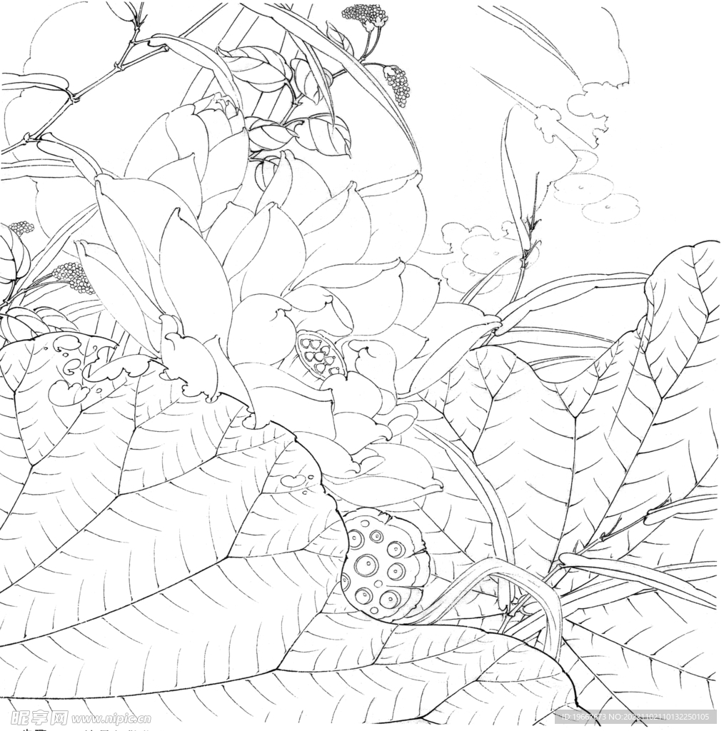 荷花线描
