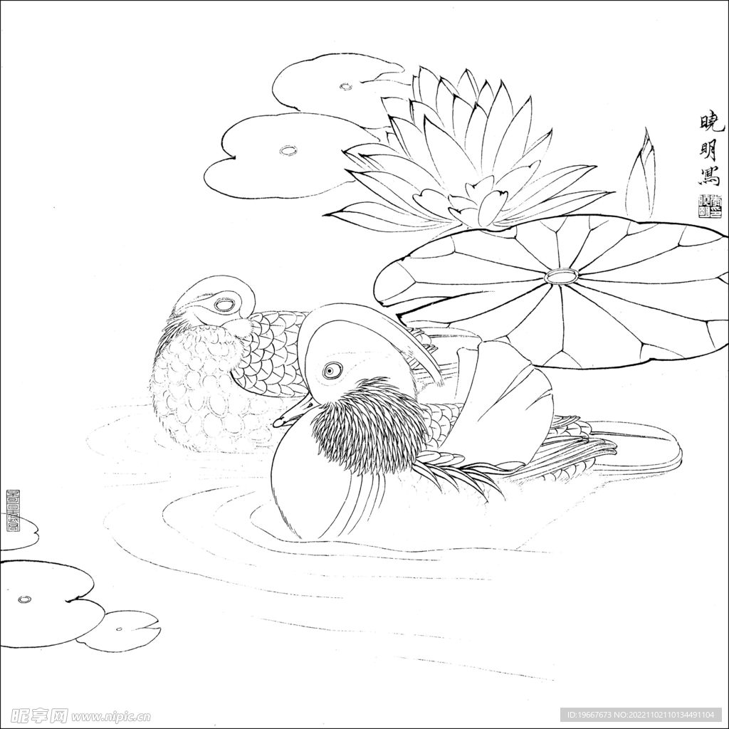 荷花线描