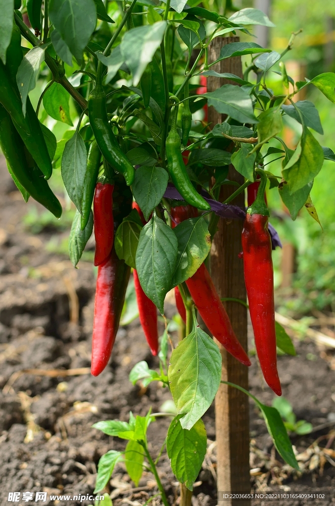 菜园红辣椒