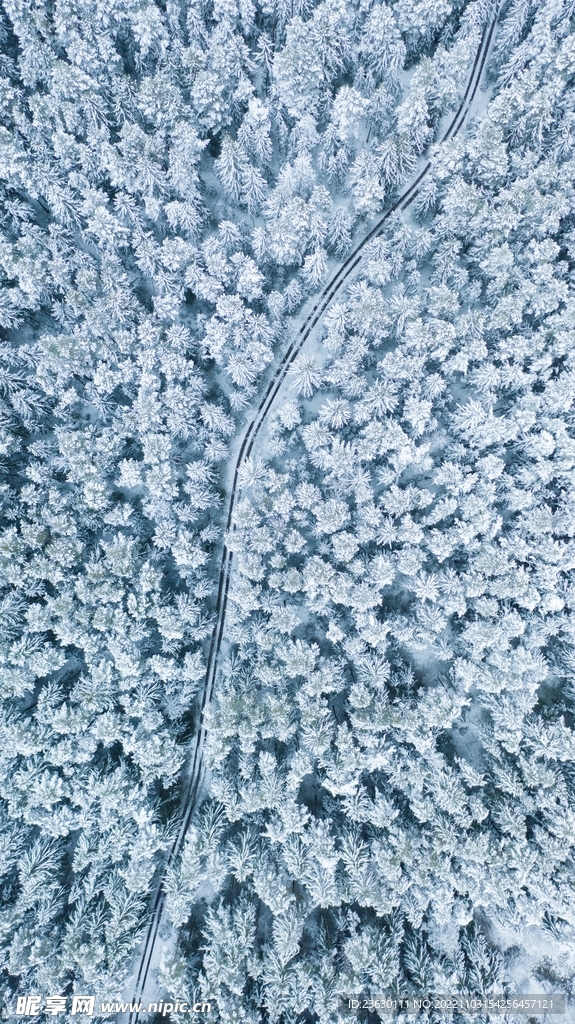 森林雪景