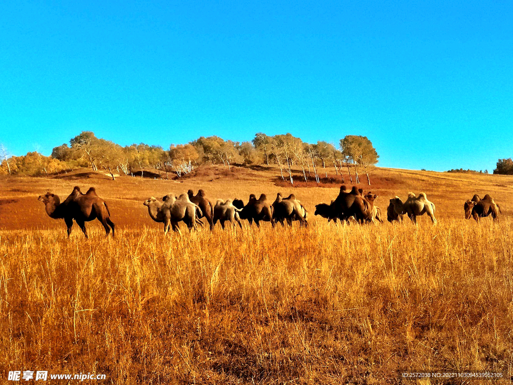 内蒙乌兰布统草原