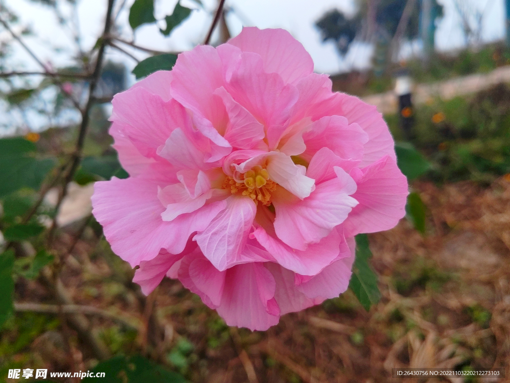 一朵芙蓉花