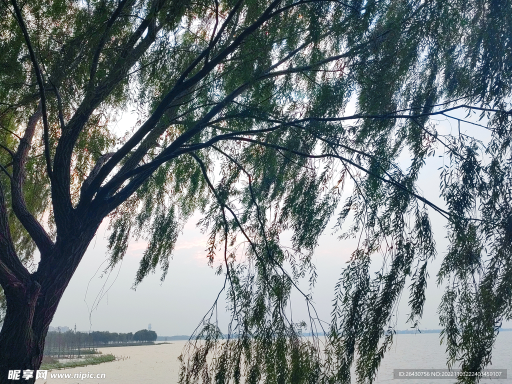 湖边柳树剪影