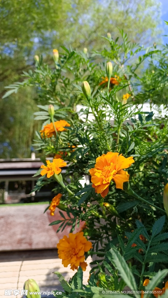 橘色小花