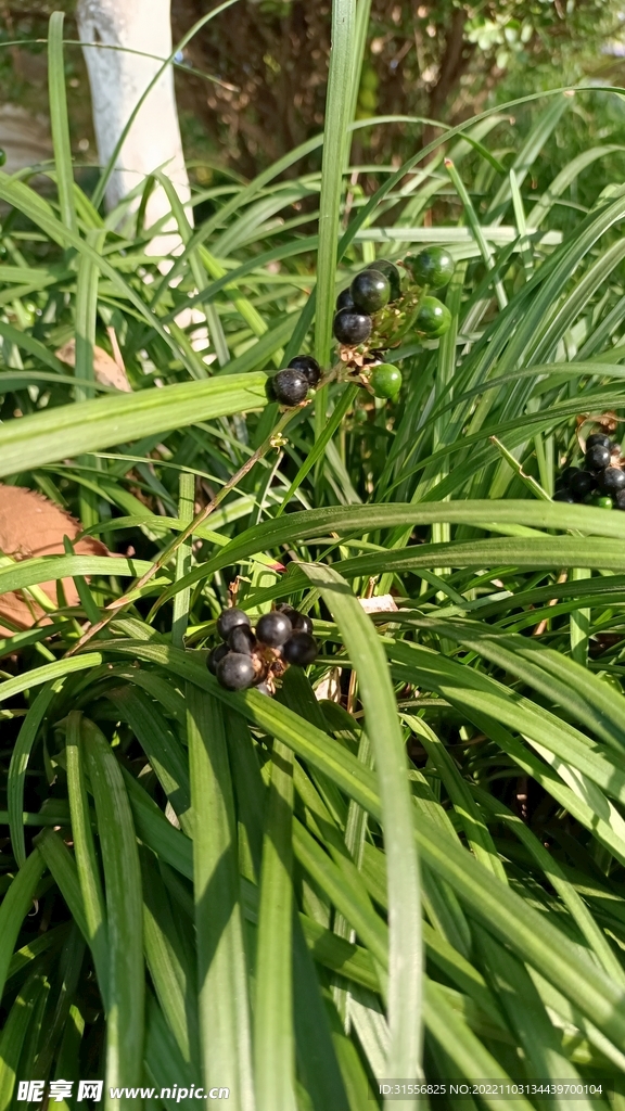 绿植麦冬