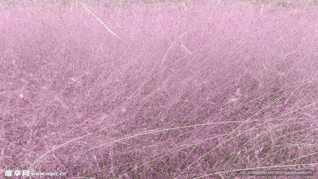 粉黛乱子草
