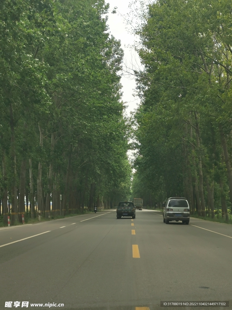 绿荫道路