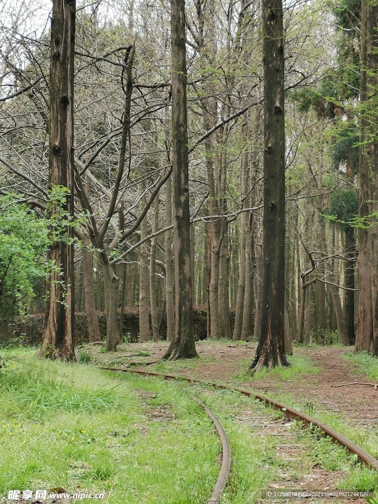 森林里的火车轨道2