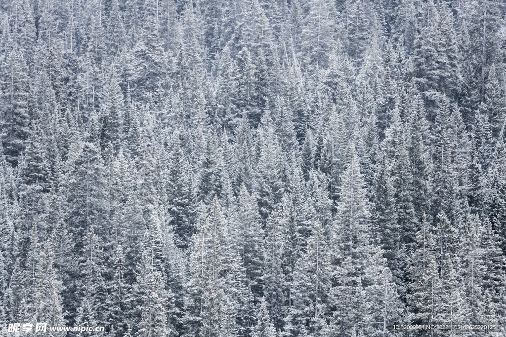 雪景             