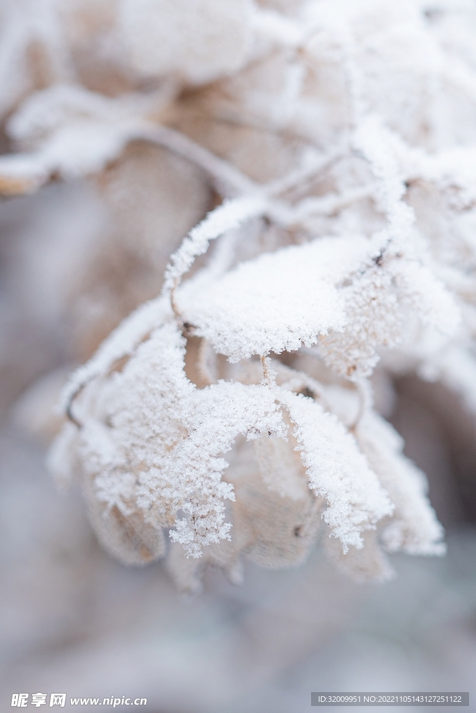 雪景             