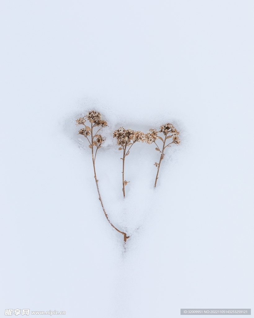 雪景             
