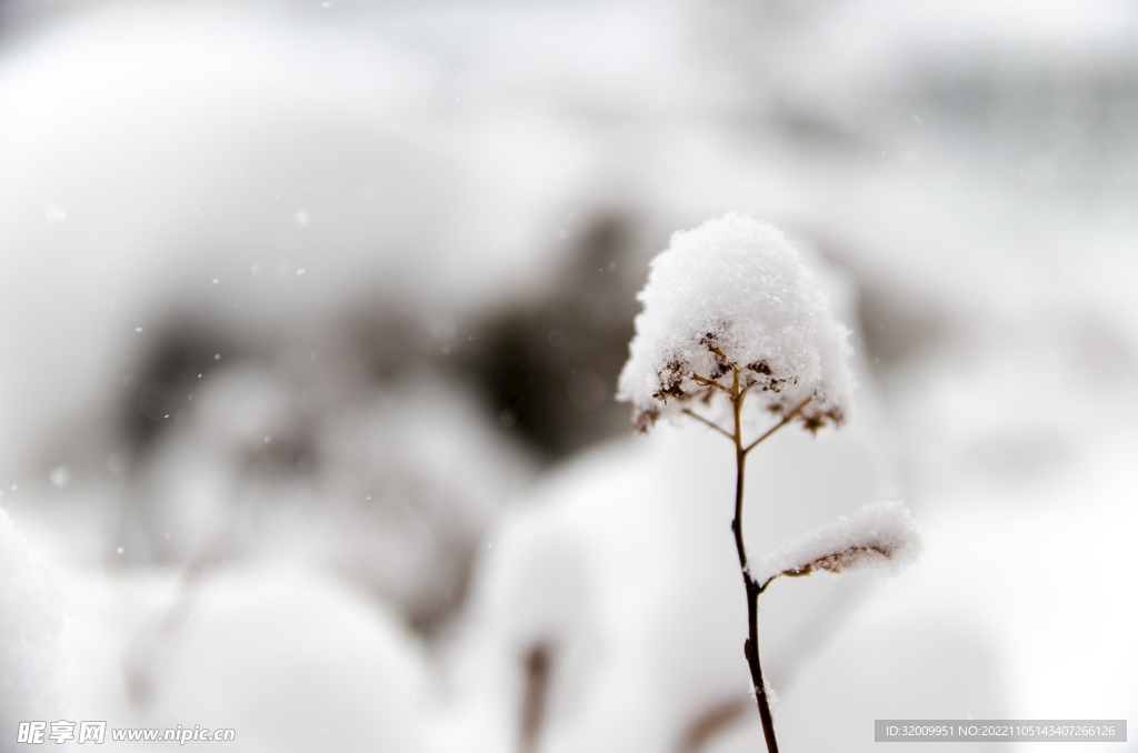雪景             