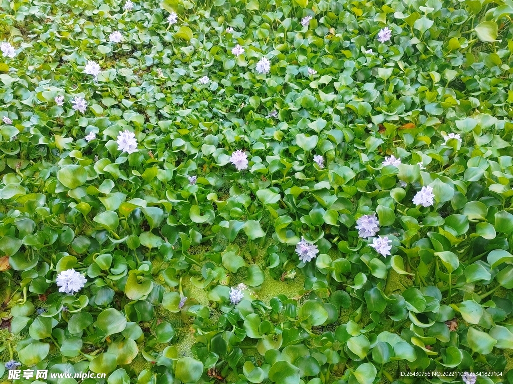 水葫芦花
