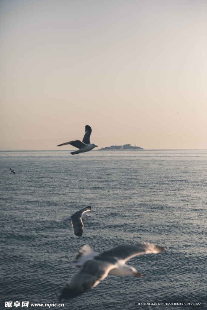 海鸥和大海