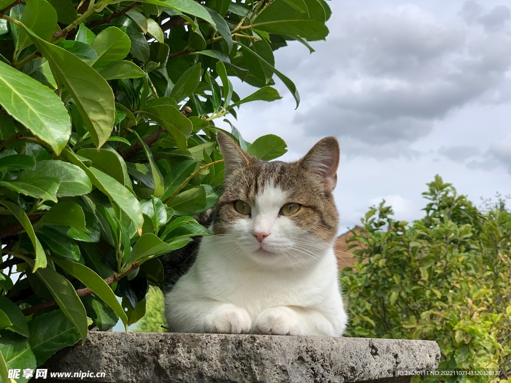 猫咪