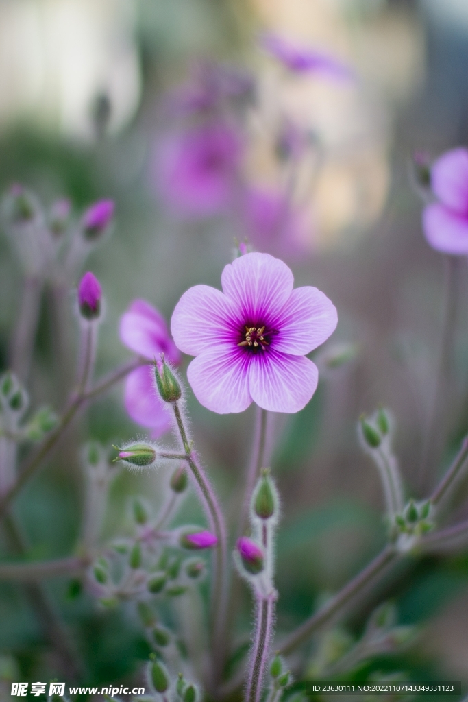 花