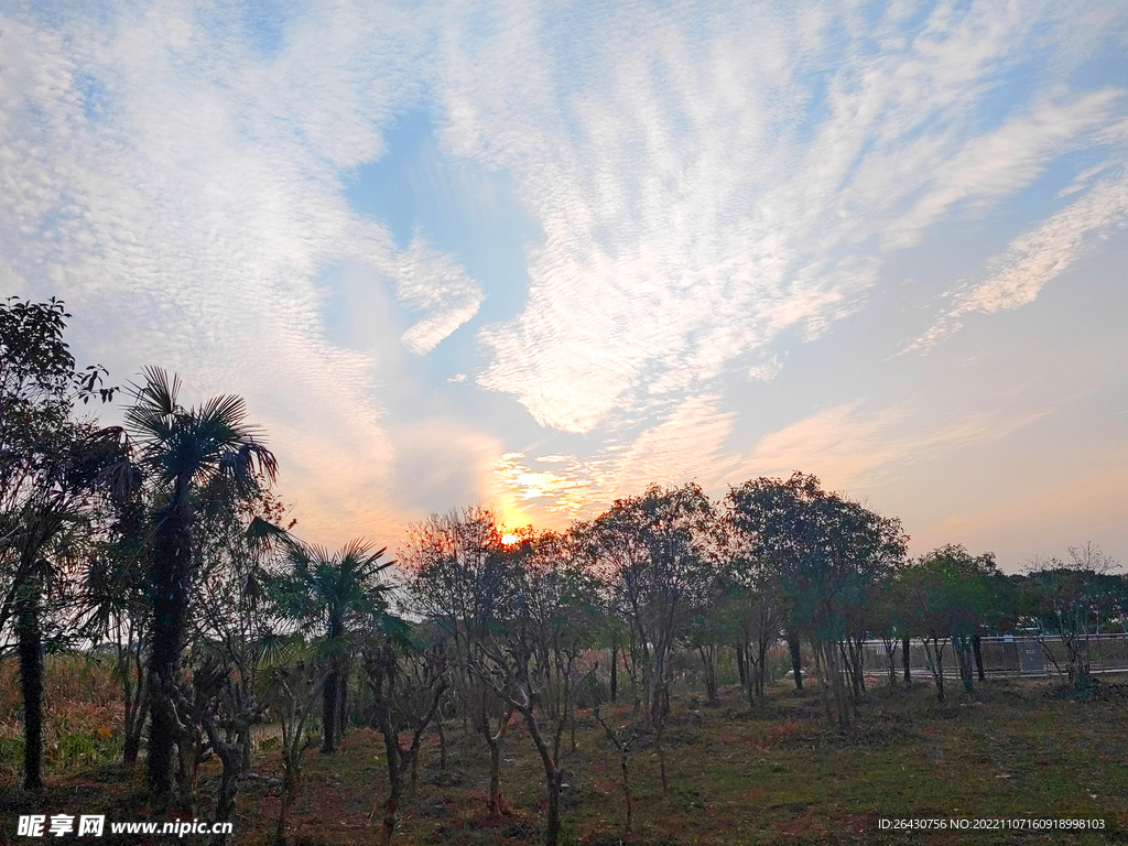 湿地小树林晚霞