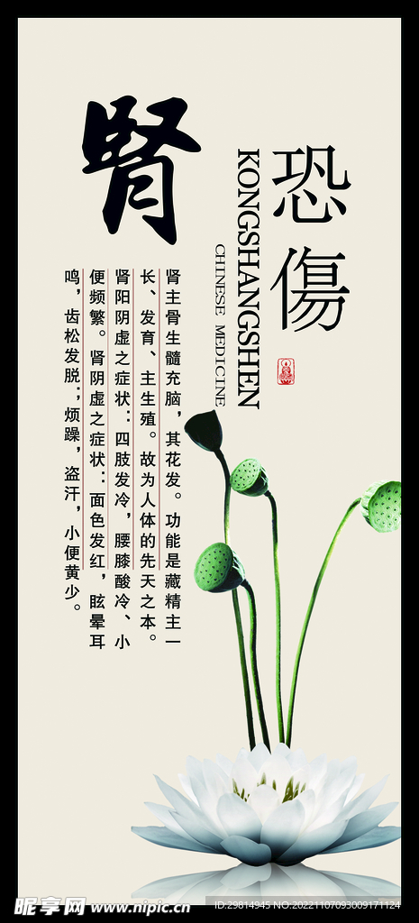 肾