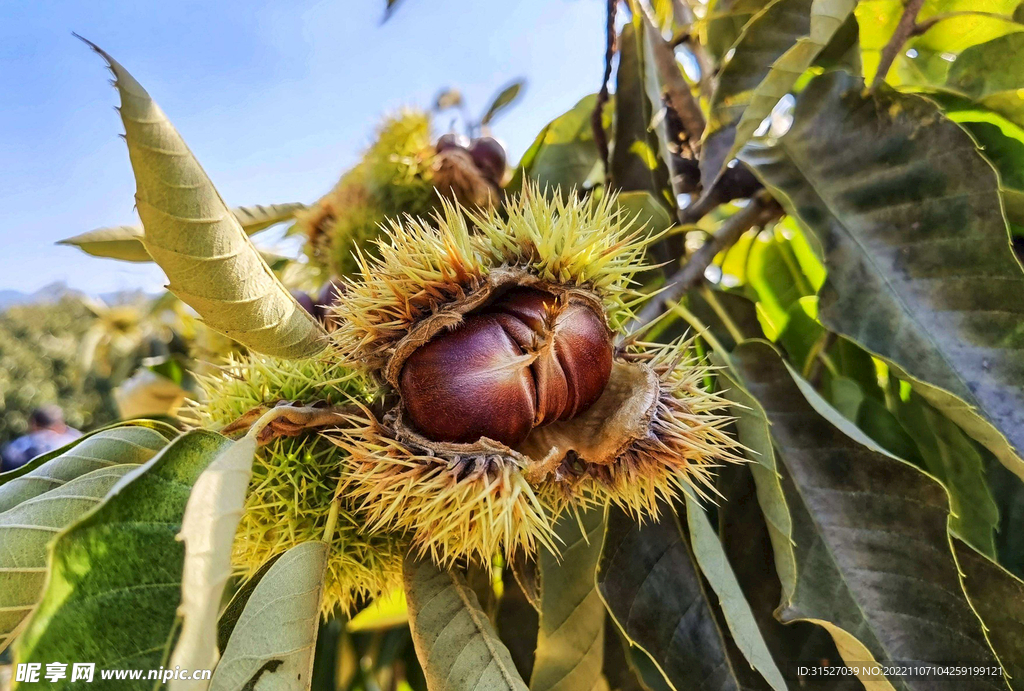 栗子树上的新鲜栗子