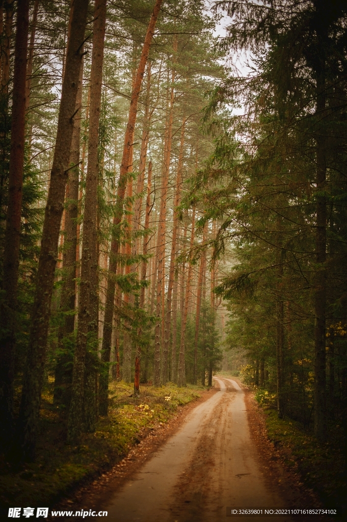 林中小路