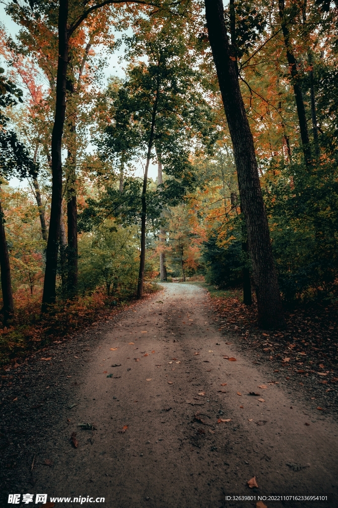 林间小路