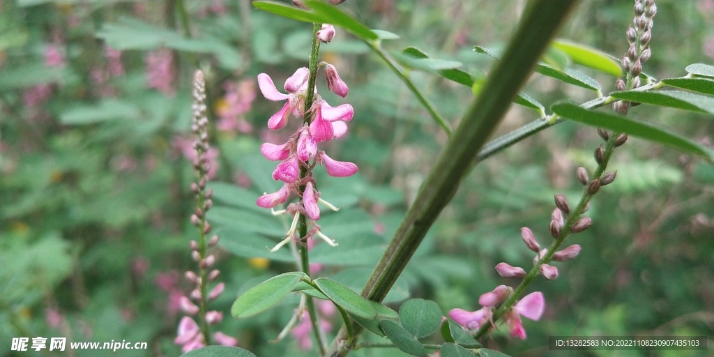 木蓝花