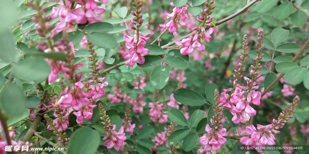 木蓝花