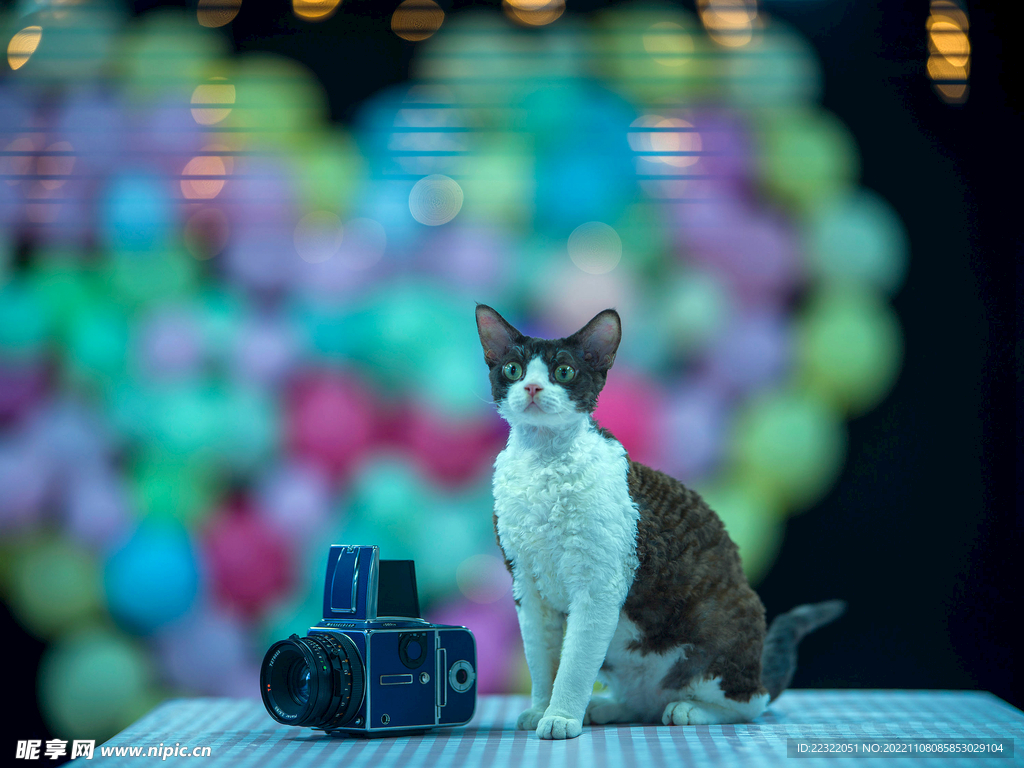 小猫