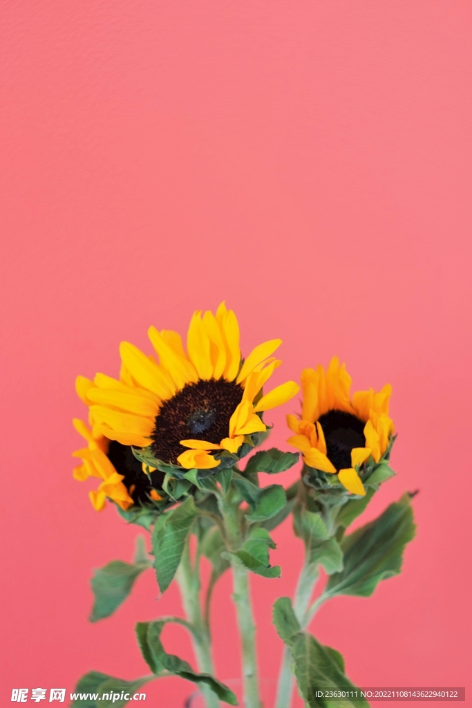 向日葵